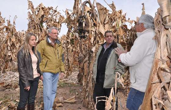 Se homologará  la Emergencia Agropecuaria Nacional para Orán, San Martín y Anta