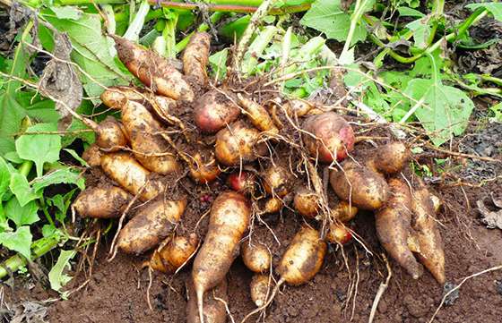 Fomentan el consumo de yacón en la provincia