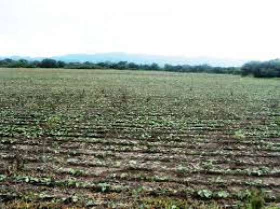 Se declaró la emergencia agropecuaria nacional para Anta, Orán y San Martín