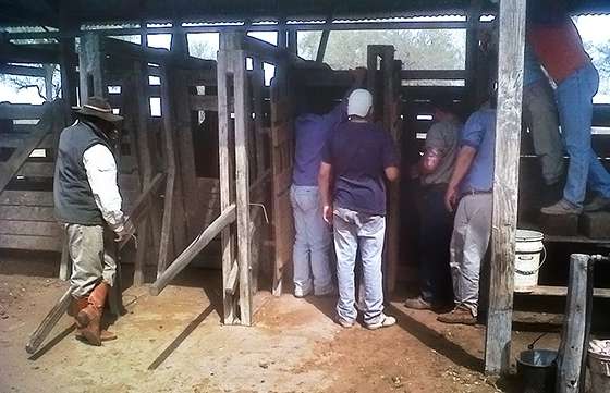 Capacitaron a operarios sobre inseminación artificial