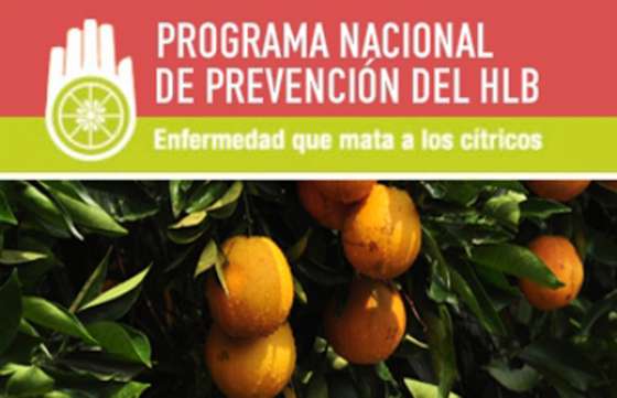 Acordaron acciones para mantener el Noroeste argentino libre de HLB