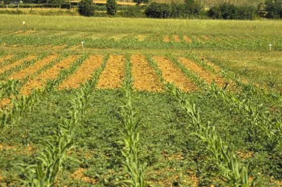 Dos oferentes proveerán de maíz a pequeños productores