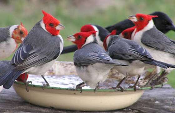 Se celebra el Mes Mundial de las Aves