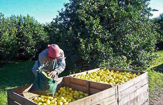 Continúa el pago a trabajadores de la Intercosecha