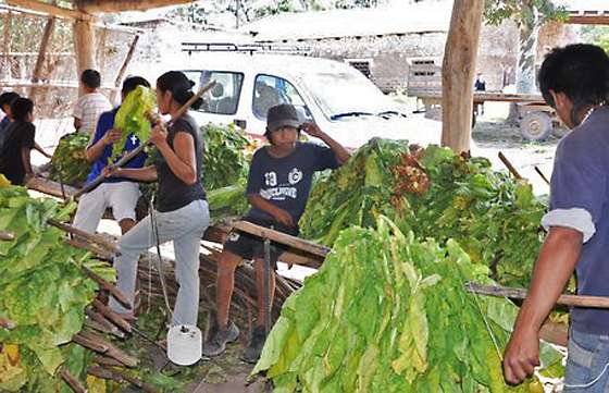 Rescataron a 10 menores en situación de trabajo en un operativo conjunto entre Nación y Provincia
