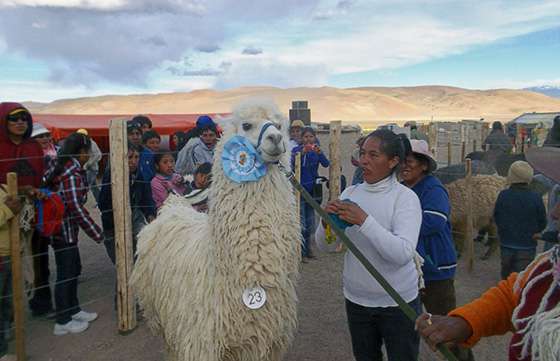Se realizó la primera feria ganadera de camélidos de la Puna