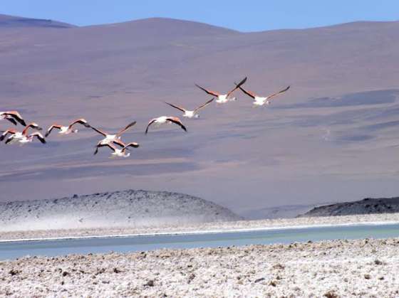 Ambiente realizó importante hallazgo para la biodiversidad de la puna salteña