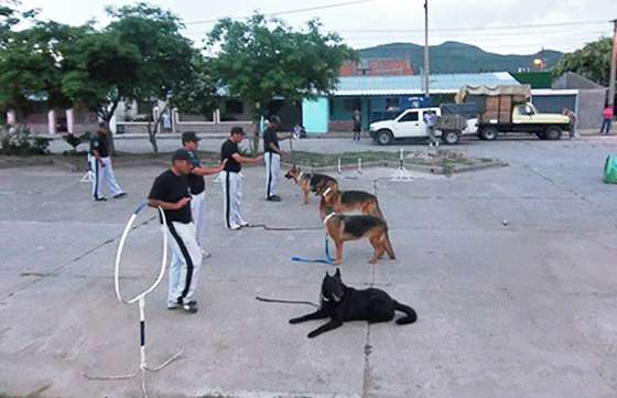 Exhibición de Canes en La Caldera