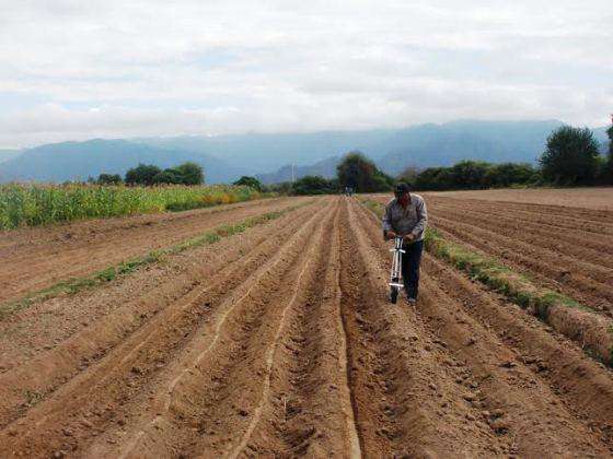 Promueven el desarrollo tecnológico del comino y el anís