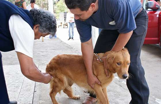 Continúan disponibles las vacunas antirrábicas caninas para ser retiradas por los municipios