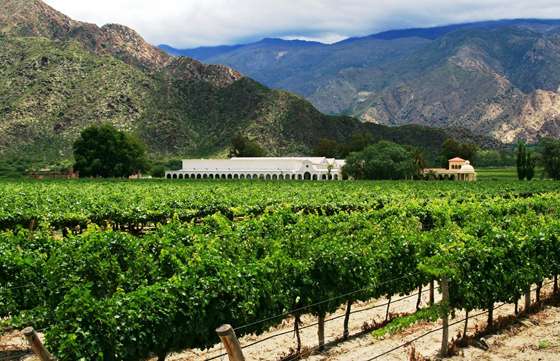 Se realizará un curso de formación de asesores en vitivinicultura orgánica