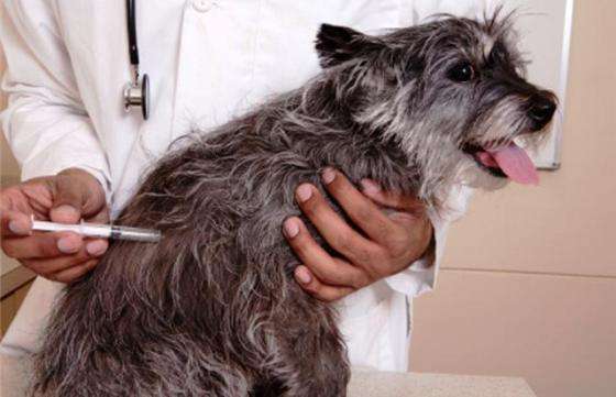 Detectaron un caso de rabia animal en Salvador Mazza