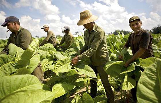 Continúa el pago del Programa Intercosecha del Tabaco