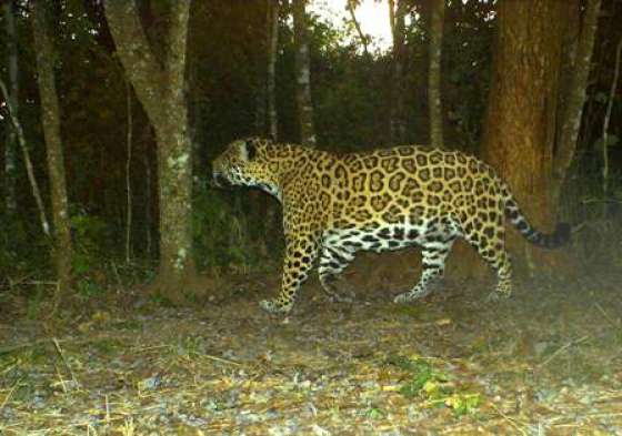 Estudian la población del yaguareté en la provincia de Salta
