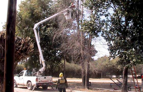 Brigadistas de Defensa Civil desmalezan y podan árboles en barrios de la ciudad