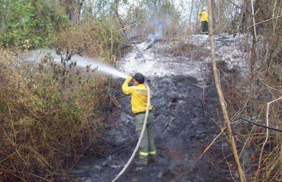 Intenso trabajo de Brigadistas Forestales de Defensa Civil