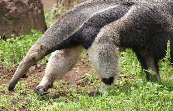 La Secretaría de Ambiente y Temaikén liberarán osos hormigueros en Anta