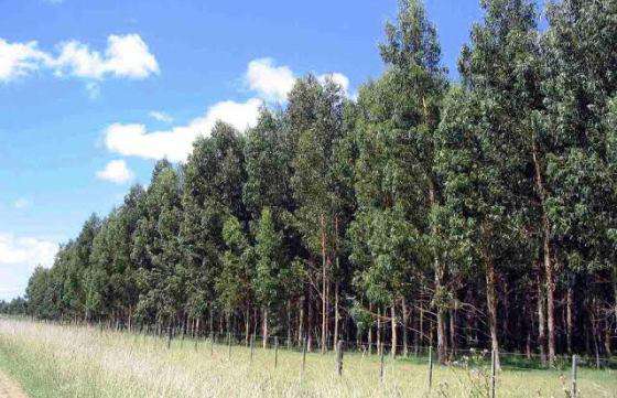 La Provincia promueve líneas de crédito para fomentar la forestación en Salta