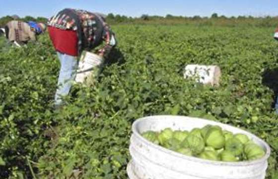 El Gobierno posibilitó que 23 trabajadores rurales de Orán ingresen al sistema formal