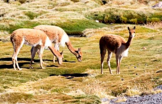 La Provincia asesora a comunidades de Santa Victoria e Iruya sobre el cuidado de las vicuñas