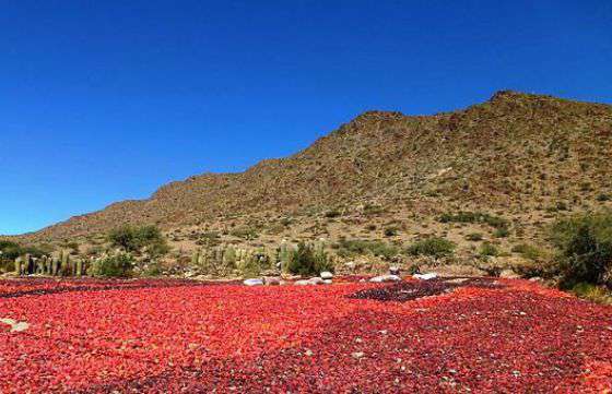 Capacitarán a productores de cultivos aromáticos y pimiento para pimentón