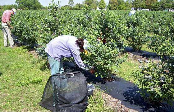 Se declaró el estado crítico de la situación laboral y social para el cultivo de arándanos de Metán