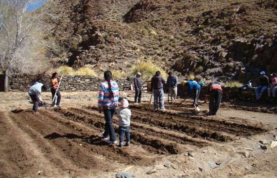 Empresa minera promueve la producción de quinua en la Puna