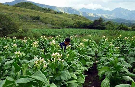 Mañana iniciará el pago a beneficiarios del programa Intercosecha del Tabaco