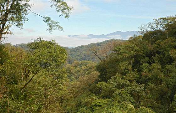 Extienden la convocatoria para la presentación de proyectos de manejo y conservación de bosques nativos