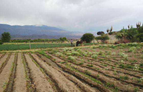 Asesoraron sobre manejo de cultivos a productores de Payogasta