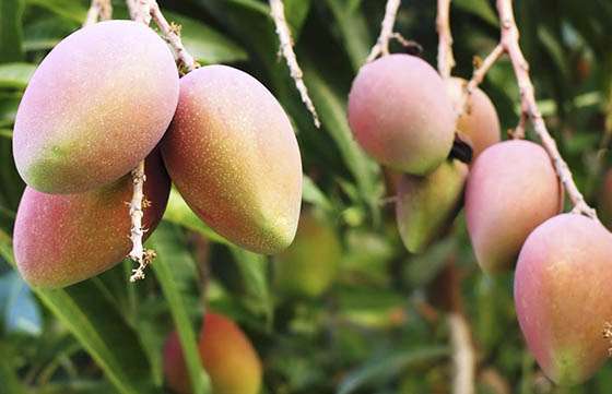 Jornada de actualización sobre producción de mango en el NOA