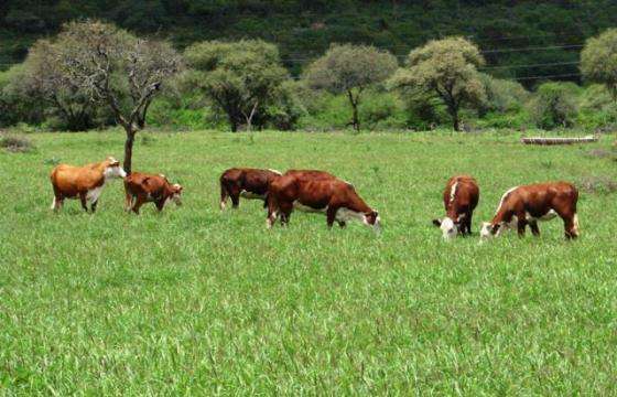 Especialista de Oxford dictó un taller para mitigar el ataque de felinos al ganado