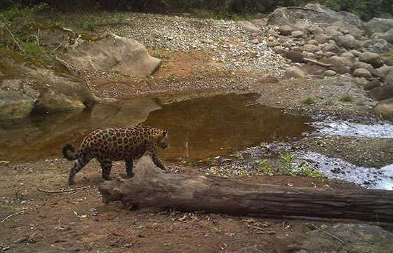 Las Yungas son el mejor hábitat para la conservación del yaguareté