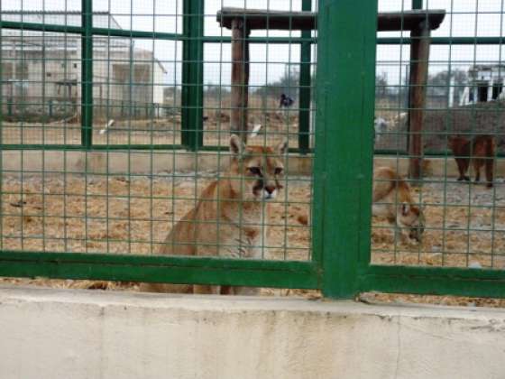 Analizan detalles para el traslado de pumas a un refugio silvestre de EE.UU.