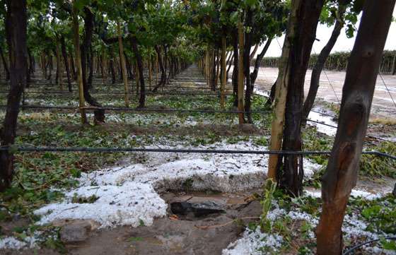 Relevaron daños por granizo en Cafayate