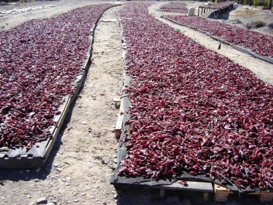 La Provincia asesorará a productores de Payogasta