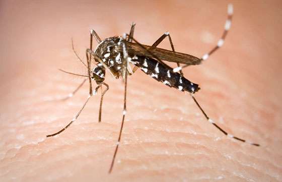 Recomendaciones para evitar el dengue y la fiebre Chikungunya