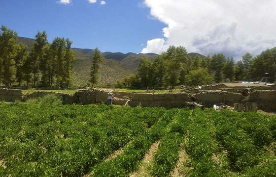 Asesoramiento técnico a pequeños productores de pimiento para pimentón y tomate