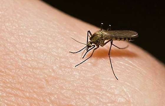 Salud recomienda reforzar la prevención de la fiebre Chikungunya