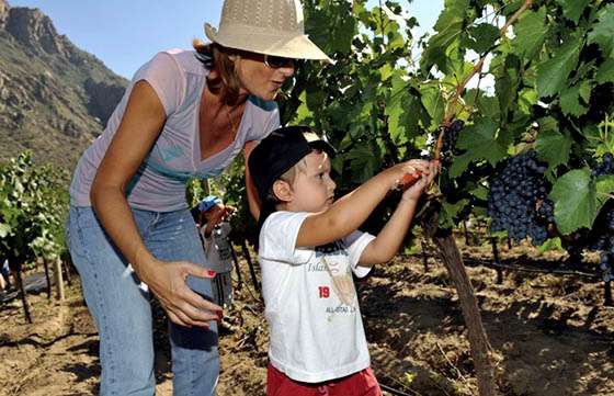 El Valle Calchaquí  celebrará la vendimia con diferentes actividades