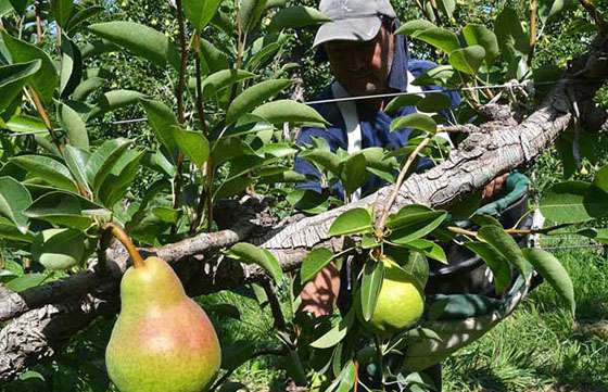 Comenzó el pago para los beneficiarios de los programas citrus y azúcar