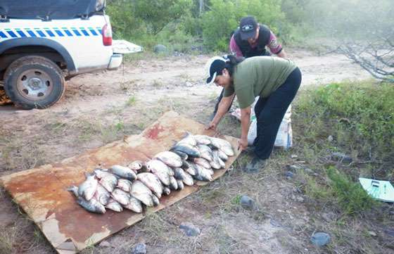 Secuestraron 127 sábalos en operativos de control para la pesca deportiva