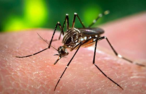 A la fecha no se confirmaron casos de dengue en la provincia de Salta