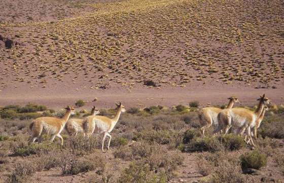 Realizarán un nuevo relevamiento de vicuñas en la provincia