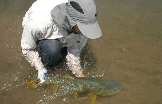Científicos realizarán investigación para impulsar planes de manejo sustentable del dorado