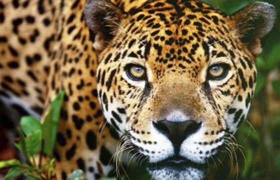 Salta es más linda por su maravillosa biodiversidad