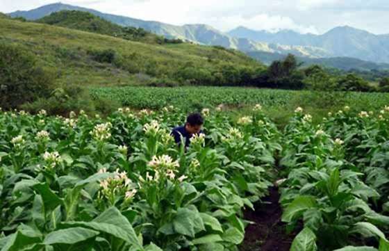 Se pagan los programas Intercosecha en sectores de alimentación y tabaco