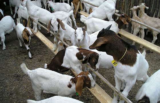 Dictarán un taller de formulación de proyectos de ganadería ovina y caprina