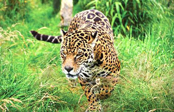 Evalúan acciones para ejecutar un plan de conservación del yaguareté en la región chaqueña