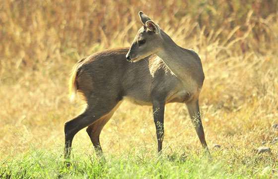 Funcionarios de Ambiente secuestraron fauna autóctona en Rivadavia
